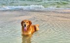Playas de España para el perro