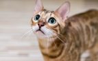 Gato bengalí