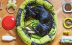 Cómo hacer una cama para perros con neumáticos: materiales y paso a paso