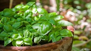 propiedad albahaca