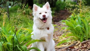 El horóscopo de tu perro: así es tu mascota según su signo del zodiaco