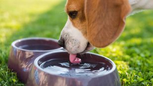 Perros y agua