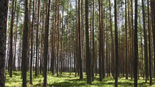 Bosque, árboles, naturaleza