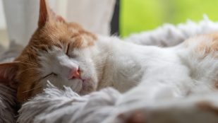 Gatos