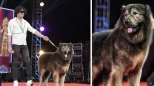 Perro, curiosidades, animales