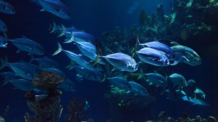 El descubrimiento sobre el estado del fondo del océano, científicos alarmados tras el hallazgo en el fondo oceánico, peligro en el fondo marino según los científicos, problemas ecológicos en los mares, océanos, mar mediterráneo y suciedad.