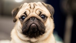 El perro es viejo