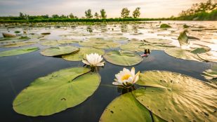 Especie invasora en el Guadiana, peligros del nenúfar mexicano, especie invasora, plantas invasoras en España, coste económico nenúfar mexicano, daños nenúfar mexicano, plantas invasoras en España.